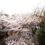 La Brianza - 目前の六本木さくら坂の桜