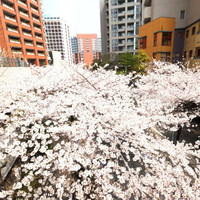 La Brianza - 目前の六本木さくら坂の桜