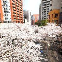 La Brianza - 目前の六本木さくら坂の桜