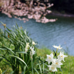 長生うどん - 桜淵公園