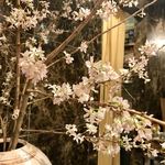 割烹 縮 - お花見♪アップぷ