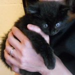 TAPAS桜台 - 子猫ちゃん♡