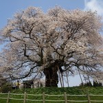 一心庵 - 醍醐桜