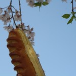 ル・シュクレクール - クレームオブール