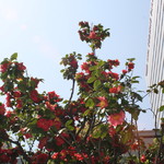 ル・シュクレクール - お店の外