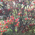 ル・シュクレクール - ツバキ