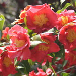 ル・シュクレクール - ツバキ