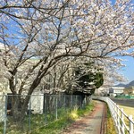 Kokoromi - 姫路市内に流れる天川沿いに咲く桜。