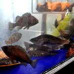 Kyaputen - 大きな水槽には旬の瀬戸の魚介がたくさん☆新鮮な自慢の魚介料理を是非ご堪能ください。