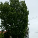 アルバトロス - 