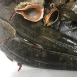 旬菜・鮮魚 居酒屋 徳ちゃん - コチ、ニシ貝