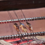 高台寺 和久傳 - マナガツオ炭焼き