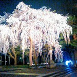 焼肉食堂 リキ太郎 - しだれ桜