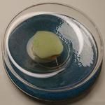 グランド ダイア - 三河スズキ 大葉 ハマグリ コンソメ