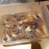 片町小料理鮨 翔 - 