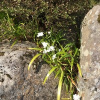 懐石料理 花壇 - 石段の花（シャガ）