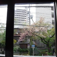 四季彩しをり - 