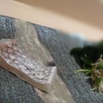 季節料理と地酒 裕 - さくら鯛