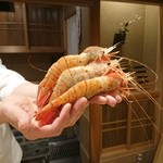 東麻布 天本 - ボタンエビ