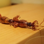 鮨 尚充 - 蛍烏賊