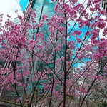 鮨 さいとう - 今年の桜は史上最速のペースで咲き乱れました。