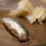 うを徳 - 2018.4 天草コハダ