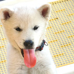 オーガニッククッキング サタケ - 番犬？（笑）　紀州犬のタロー♪