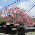 月と亀 - 近くの桜