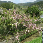 月と亀 - 近くの桜