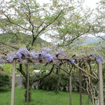 月と亀 - もう藤の花が⤴︎