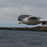 大間観光土産センター - 