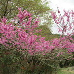 Dango An - 近くの桜？