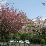 Hirokyuu Kuzu Hompo - 近所の桜