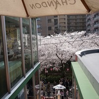 ナポリ、アマルフィ料理 Ti picchio 中目黒 - 