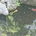 東京 芝 とうふ屋うかい - 