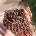 美山荘 - 鯉炭火焼き、柑橘