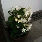Ramen Hommaru Tei - ジャスミンの花
