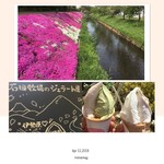 MEGURI - 渋田川で芝桜まつりがやってました！
