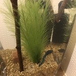 割烹 縮 - トイレの水槽にベタが。