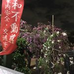 割烹 縮 - 八重桜と枝垂れ桜