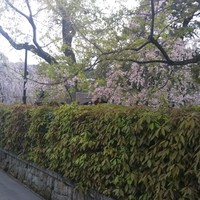 熊魚菴 本店 - 