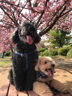 Sumibi Daidokoro Torimaru - ワンコ連れＯＫ！テラス席＆小型犬ならバックＩＮで店内ＯＫ（要ＴＥＬ予約）