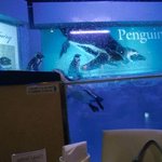 ペンギンのいるダイニングバー沖縄 - 