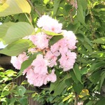 Ramen Jirou - 八重桜が満開♪