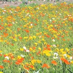 ラーメン二郎 - ポピーも満開♪