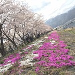 河口湖スイーツガーデン - 近くの 桜祭り