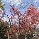 河口湖スイーツガーデン - 紅葉してる木