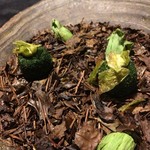 フロリレージュ - 