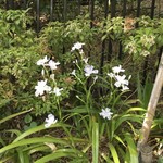 甘の味・茶の道 茶席菓子 - シャガの花