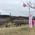 Iroha Shokudou - 2018年4月。加護坊山の桜。